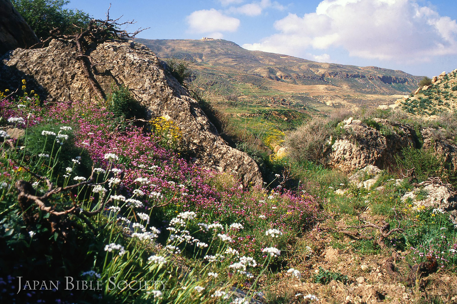 フォトギャラリー 2021年5月 - 日本聖書協会ホームページ