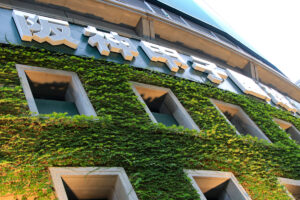 外壁の蔦の管理はグラウンドの整備で有名な阪神園芸株式会社
